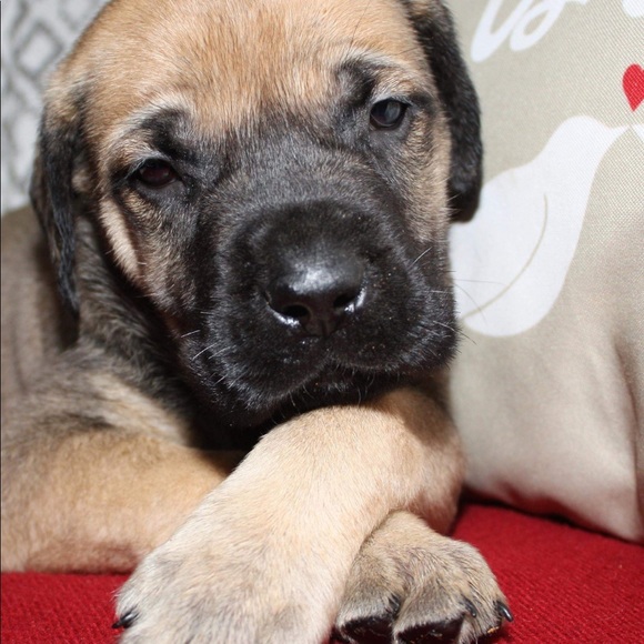 Meet your Posher, Amy - Picture 1 of 1